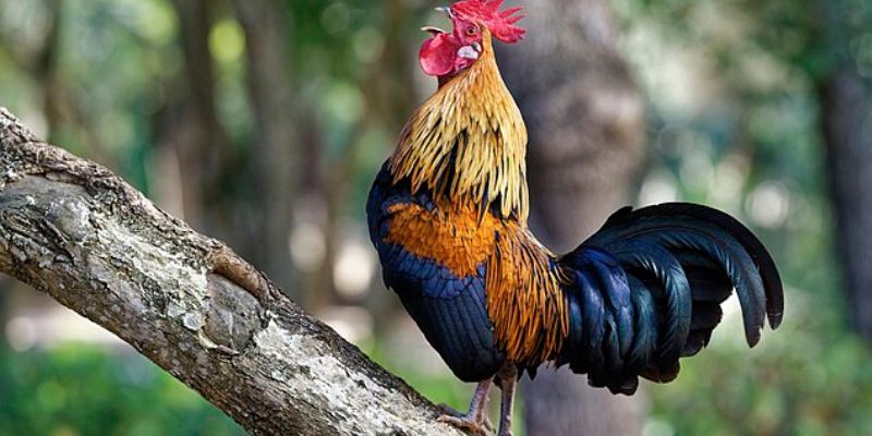 23 vảy gà xấu - Giáp gà song cúc 